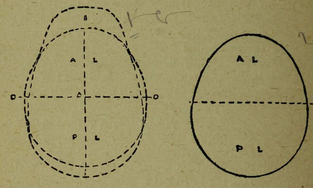 An illustration from How to read heads, or, Practical lessons on the application of phrenology to the reading of character / by James Coates., 1891, leaf 48