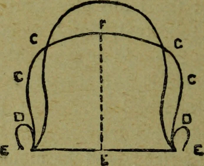 An illustration from How to read heads, or, Practical lessons on the application of phrenology to the reading of character / by James Coates., 1891, leaf 50