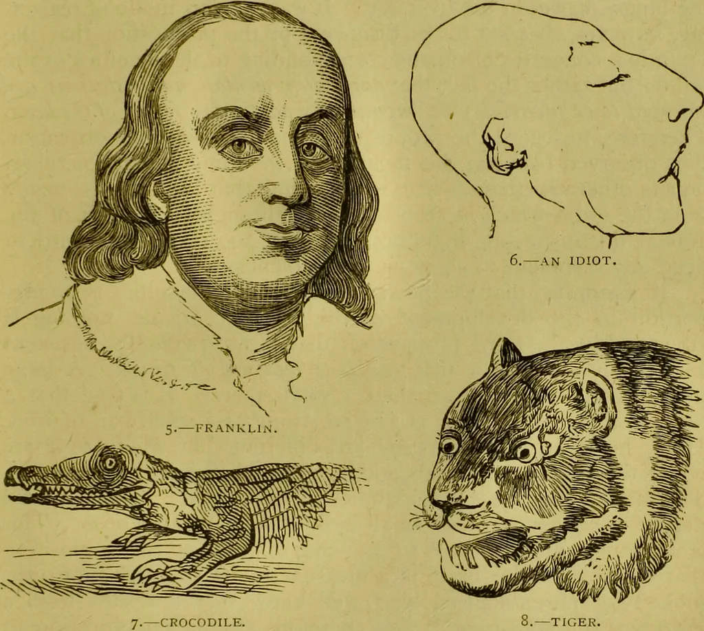 An illustration from Orthodox phrenology / by A.L. Vago., 1871, leaf 15