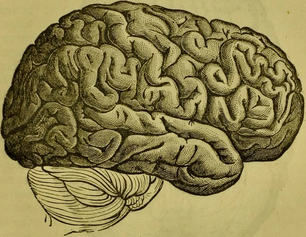 An illustration from Orthodox phrenology / by A.L. Vago., 1871, leaf 21