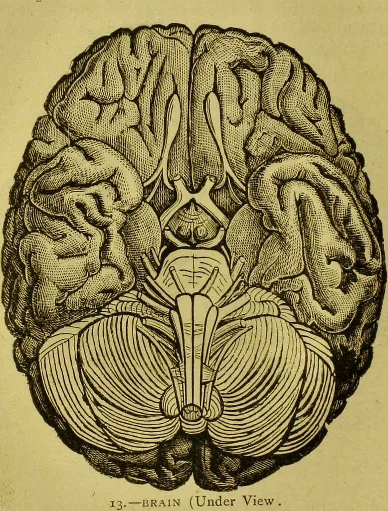 An illustration from Orthodox phrenology / by A.L. Vago., 1871, leaf 22