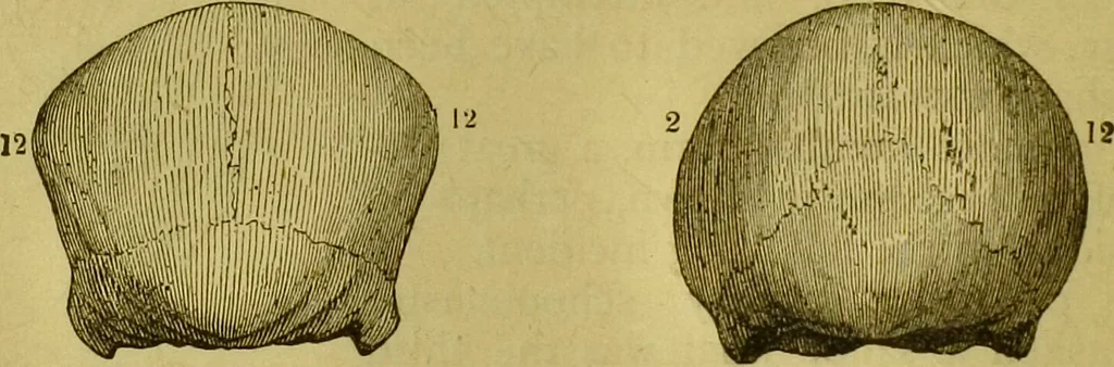 An illustration from Orthodox phrenology / by A.L. Vago., 1871, leaf 36