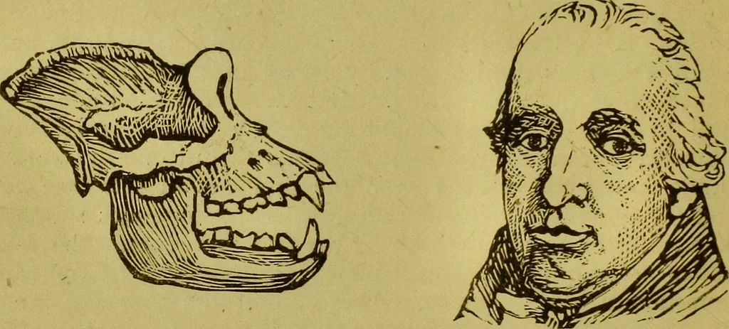 An illustration from Orthodox phrenology / by A.L. Vago., 1871, leaf 72