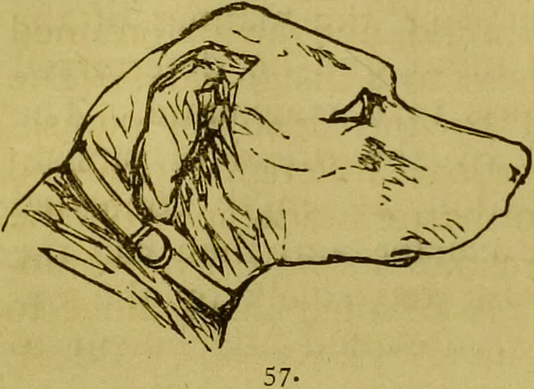 An illustration from Orthodox phrenology / by A.L. Vago., 1871, leaf 92