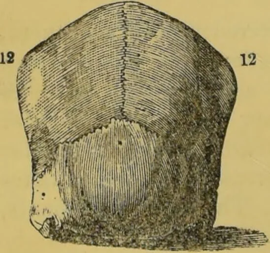 An illustration from Elements of phrenology / by George Combe., 1855, leaf 108