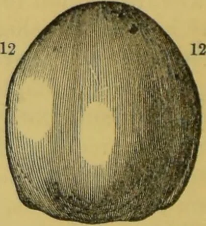 An illustration from Elements of phrenology / by George Combe., 1855, leaf 108