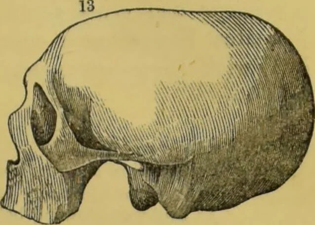 An illustration from Elements of phrenology / by George Combe., 1855, leaf 111