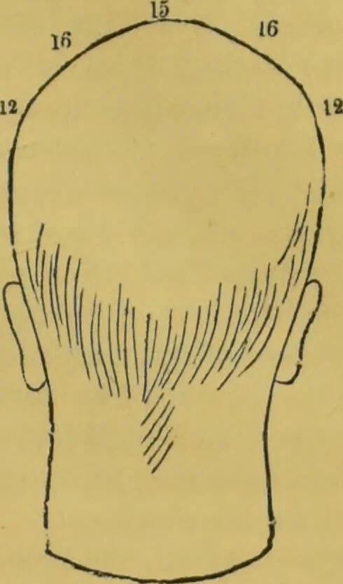 An illustration from Elements of phrenology / by George Combe., 1855, leaf 117