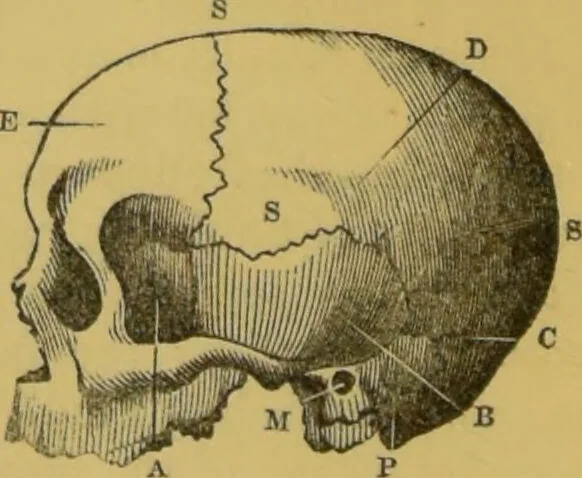 An illustration from Elements of phrenology / by George Combe., 1855, leaf 42