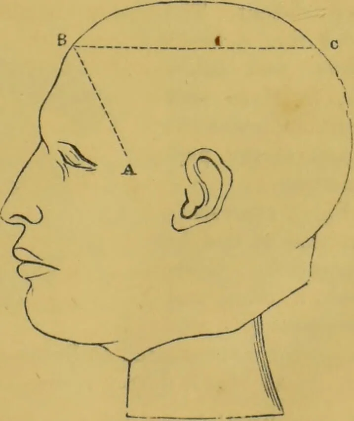 An illustration from Elements of phrenology / by George Combe., 1855, leaf 55