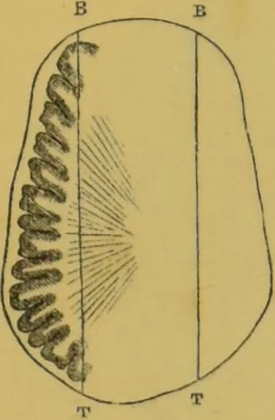 An illustration from Elements of phrenology / by George Combe., 1855, leaf 59