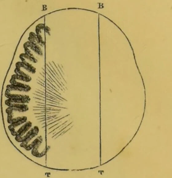 An illustration from Elements of phrenology / by George Combe., 1855, leaf 59