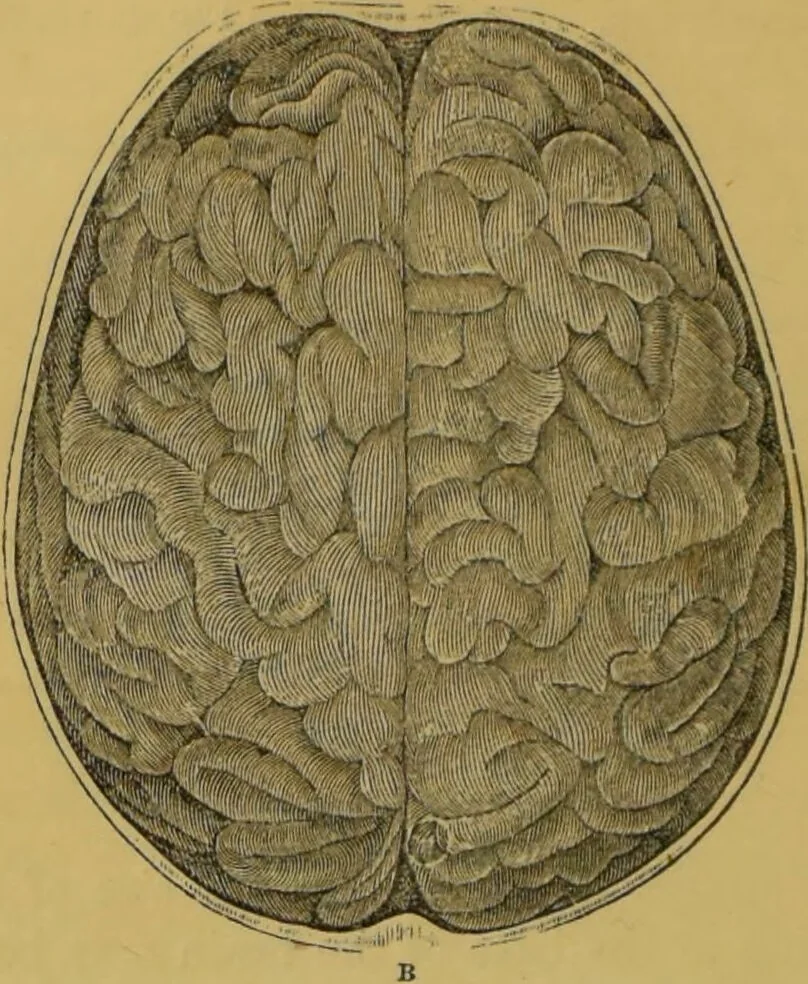 An illustration from Elements of phrenology / by George Combe., 1855, leaf 60