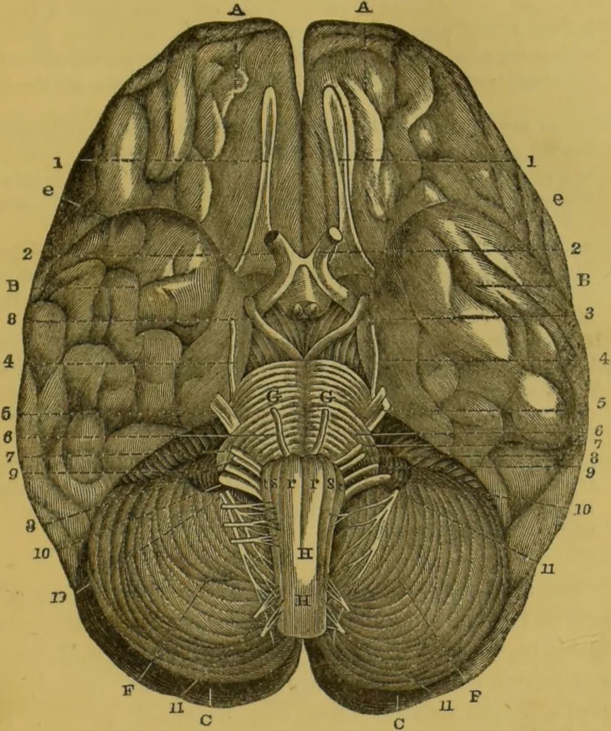 An illustration from Elements of phrenology / by George Combe., 1855, leaf 61