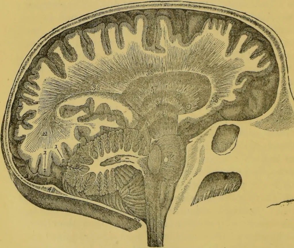 An illustration from Elements of phrenology / by George Combe., 1855, leaf 66