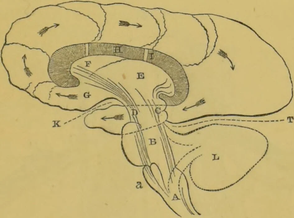 An illustration from Elements of phrenology / by George Combe., 1855, leaf 67