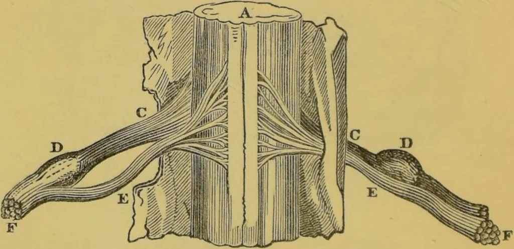 An illustration from Elements of phrenology / by George Combe., 1855, leaf 68