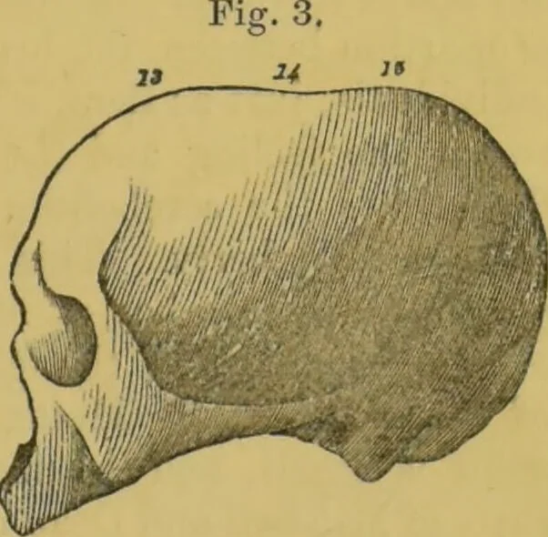 An illustration from Elements of phrenology / by George Combe., 1855, leaf 79