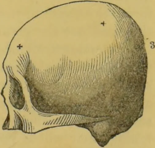 An illustration from Elements of phrenology / by George Combe., 1855, leaf 83