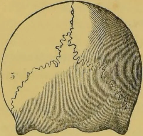 An illustration from Elements of phrenology / by George Combe., 1855, leaf 88