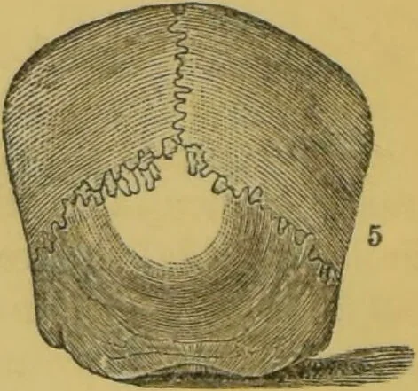 An illustration from Elements of phrenology / by George Combe., 1855, leaf 88
