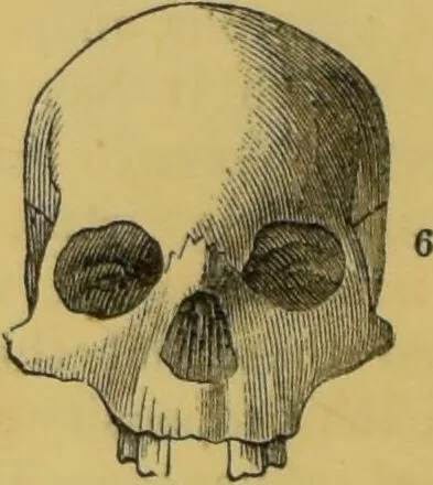 An illustration from Elements of phrenology / by George Combe., 1855, leaf 90