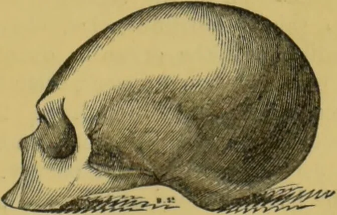 An illustration from Elements of phrenology / by George Combe., 1855, leaf 99