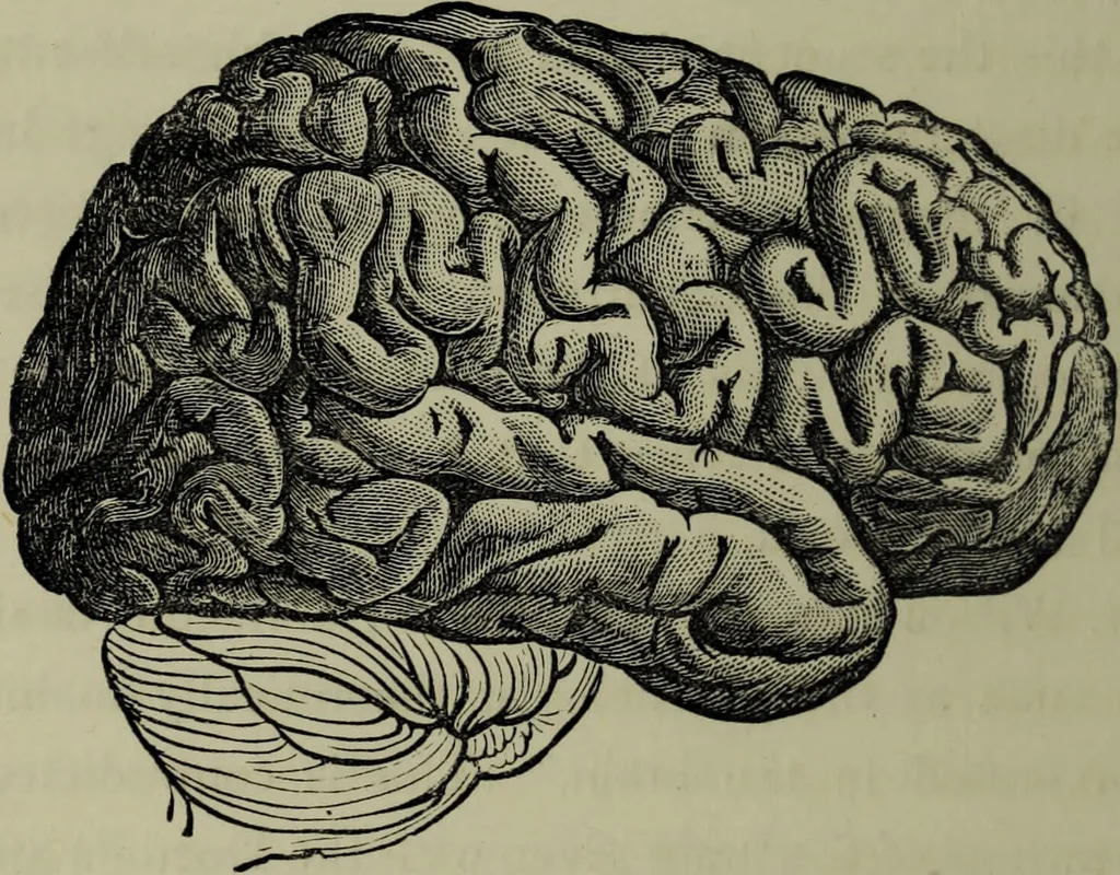 An illustration from Phrenology vindicated : being a reply to the article by Dr Andrew Wilson, entitled "The old phrenology and the new", which appeared in "The gentleman's magazine", January, 1879 / by A.L. Vago., 1879, leaf 30