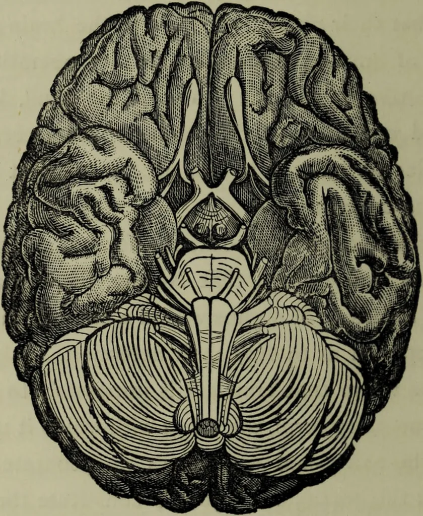 An illustration from Phrenology vindicated : being a reply to the article by Dr Andrew Wilson, entitled "The old phrenology and the new", which appeared in "The gentleman's magazine", January, 1879 / by A.L. Vago., 1879, leaf 34