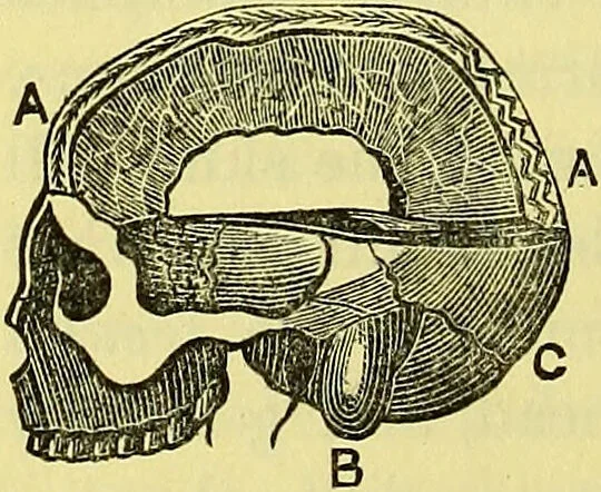 An illustration from A manual of phrenology : designed for the use of teachers, students, and others / by Alfred T. Story., 1880, leaf 40