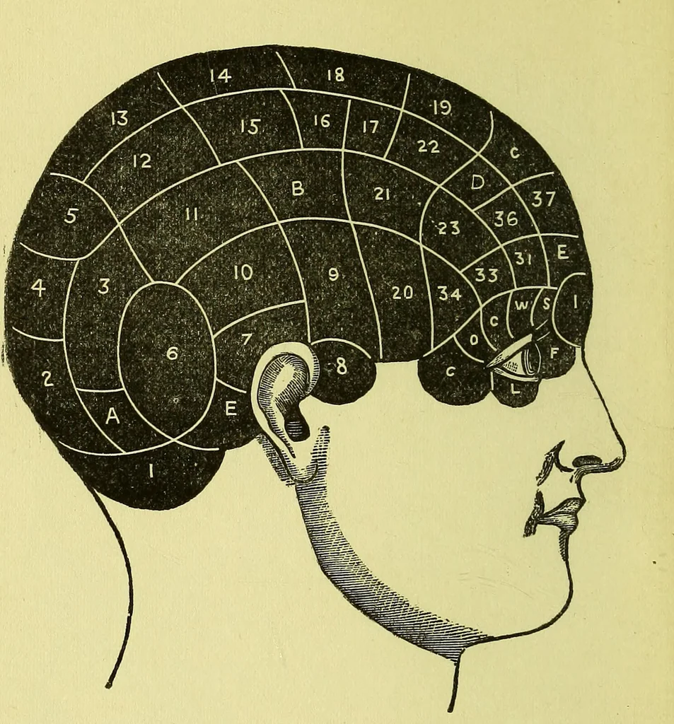 An illustration from A manual of phrenology : designed for the use of teachers, students, and others / by Alfred T. Story., 1880, leaf 6