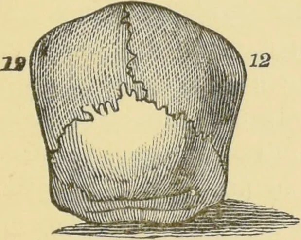 An illustration from Lectures on phrenology / by George Combe ; including its application to the present and prospective condition of the United States, with notes, an introductory essay, and a historical sketch by Andrew Boardman., 1889, leaf 193