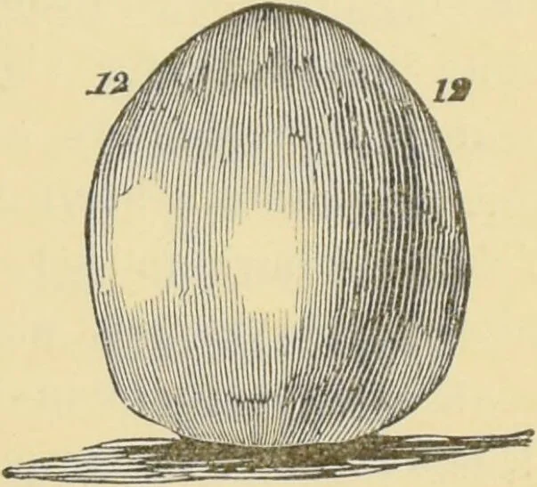 An illustration from Lectures on phrenology / by George Combe ; including its application to the present and prospective condition of the United States, with notes, an introductory essay, and a historical sketch by Andrew Boardman., 1889, leaf 193