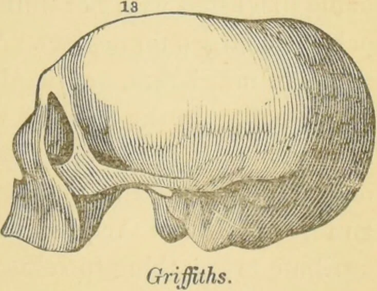 An illustration from Lectures on phrenology / by George Combe ; including its application to the present and prospective condition of the United States, with notes, an introductory essay, and a historical sketch by Andrew Boardman., 1889, leaf 199