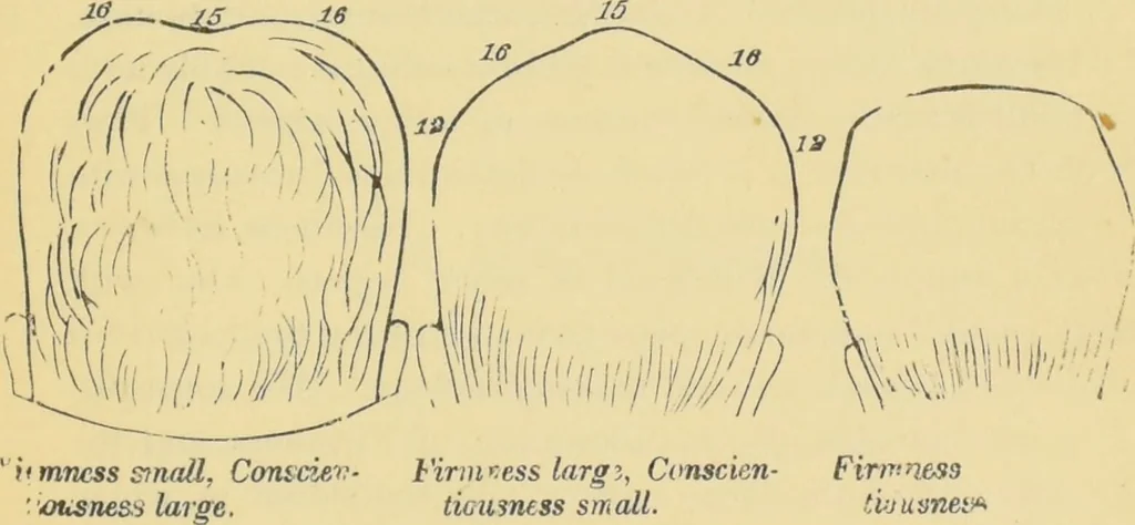 An illustration from Lectures on phrenology / by George Combe ; including its application to the present and prospective condition of the United States, with notes, an introductory essay, and a historical sketch by Andrew Boardman., 1889, leaf 209