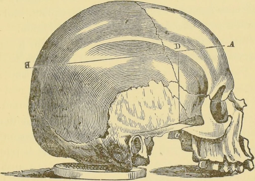 An illustration from Lectures on phrenology / by George Combe ; including its application to the present and prospective condition of the United States, with notes, an introductory essay, and a historical sketch by Andrew Boardman., 1889, leaf 235