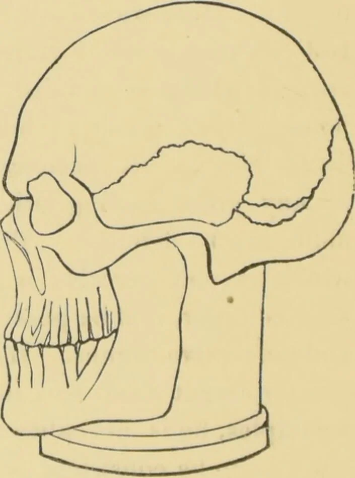 An illustration from Lectures on phrenology / by George Combe ; including its application to the present and prospective condition of the United States, with notes, an introductory essay, and a historical sketch by Andrew Boardman., 1889, leaf 304
