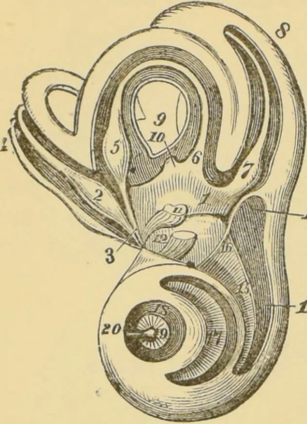 An illustration from Lectures on phrenology / by George Combe ; including its application to the present and prospective condition of the United States, with notes, an introductory essay, and a historical sketch by Andrew Boardman., 1889, leaf 412