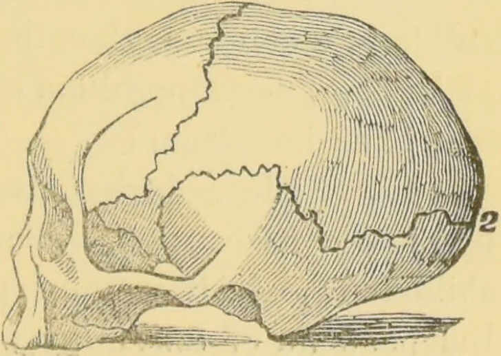 An illustration from Lectures on phrenology / by George Combe ; including its application to the present and prospective condition of the United States, with notes, an introductory essay, and a historical sketch by Andrew Boardman., 1889, leaf 47