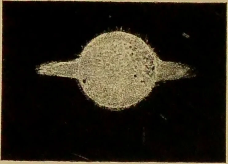 An illustration from Spectrum analysis : six lectures, delivered in 1868, before the Society of Apothecaries of London / by Henry E. Roscoe ; with appendices, coloured plates, and illustrations., 1869, leaf 286