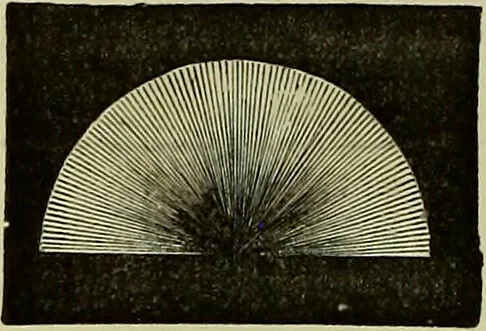 An illustration from The microscope : its history, construction, and application, being a familiar introduction to the use of the instrument, and the study of microscopical science / by Jabez Hogg ; with upwards of five hundred engravings, and coloured illustrations by Tuffen West., 1883, leaf 104