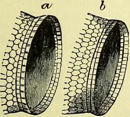 An illustration from The microscope : its history, construction, and application, being a familiar introduction to the use of the instrument, and the study of microscopical science / by Jabez Hogg ; with upwards of five hundred engravings, and coloured illustrations by Tuffen West., 1883, leaf 143