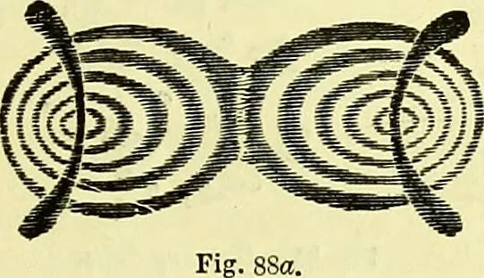 An illustration from The microscope : its history, construction, and application, being a familiar introduction to the use of the instrument, and the study of microscopical science / by Jabez Hogg ; with upwards of five hundred engravings, and coloured illustrations by Tuffen West., 1883, leaf 175