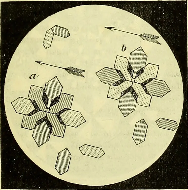 An illustration from The microscope : its history, construction, and application, being a familiar introduction to the use of the instrument, and the study of microscopical science / by Jabez Hogg ; with upwards of five hundred engravings, and coloured illustrations by Tuffen West., 1883, leaf 177