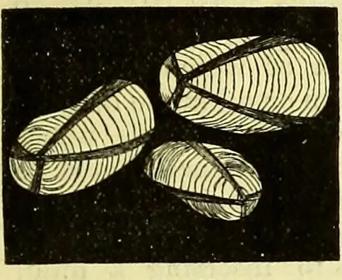 An illustration from The microscope : its history, construction, and application, being a familiar introduction to the use of the instrument, and the study of microscopical science / by Jabez Hogg ; with upwards of five hundred engravings, and coloured illustrations by Tuffen West., 1883, leaf 181
