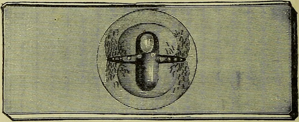 An illustration from The microscope : its history, construction, and application, being a familiar introduction to the use of the instrument, and the study of microscopical science / by Jabez Hogg ; with upwards of five hundred engravings, and coloured illustrations by Tuffen West., 1883, leaf 222
