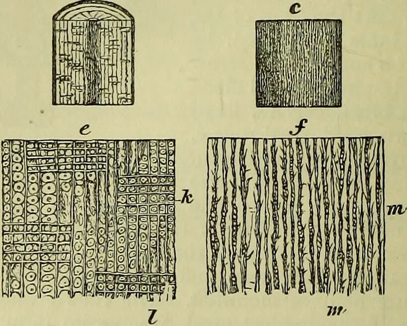 An illustration from The microscope : its history, construction, and application, being a familiar introduction to the use of the instrument, and the study of microscopical science / by Jabez Hogg ; with upwards of five hundred engravings, and coloured illustrations by Tuffen West., 1883, leaf 230