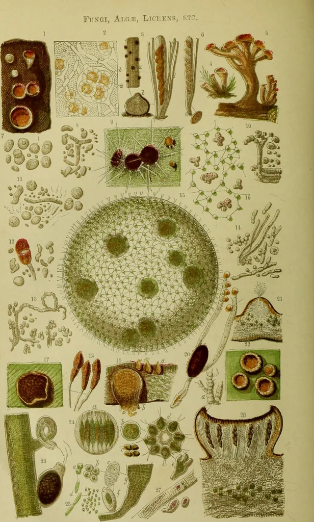 An illustration from The microscope : its history, construction, and application, being a familiar introduction to the use of the instrument, and the study of microscopical science / by Jabez Hogg ; with upwards of five hundred engravings, and coloured illustrations by Tuffen West., 1883, leaf 282