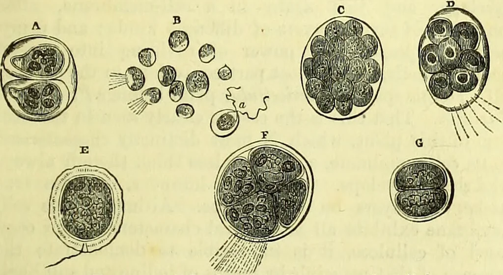 An illustration from The microscope : its history, construction, and application, being a familiar introduction to the use of the instrument, and the study of microscopical science / by Jabez Hogg ; with upwards of five hundred engravings, and coloured illustrations by Tuffen West., 1883, leaf 287