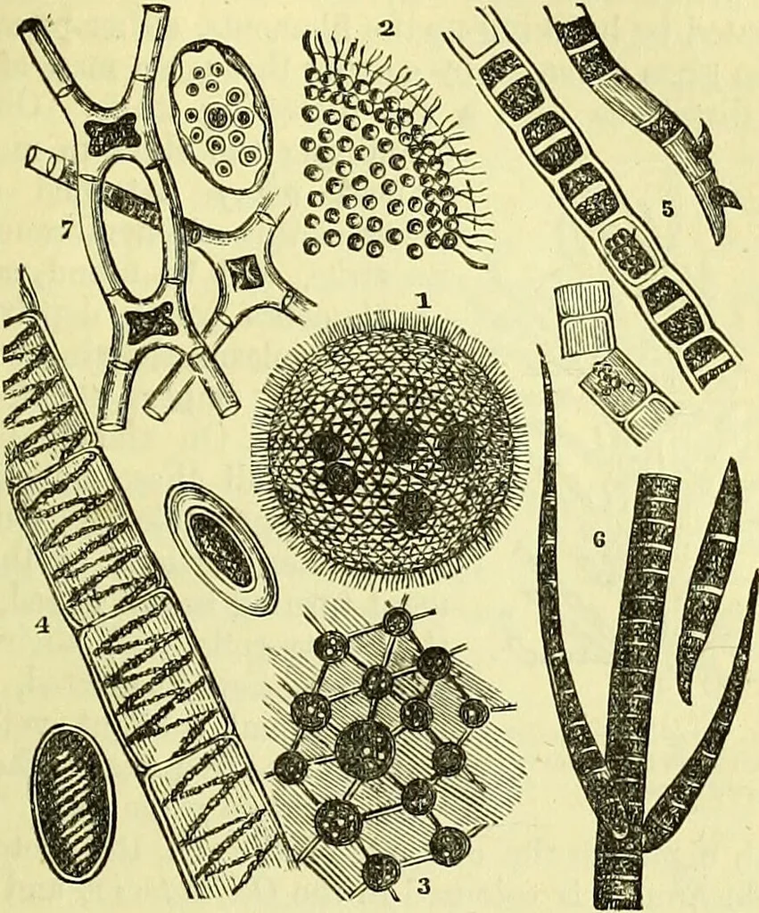 An illustration from The microscope : its history, construction, and application, being a familiar introduction to the use of the instrument, and the study of microscopical science / by Jabez Hogg ; with upwards of five hundred engravings, and coloured illustrations by Tuffen West., 1883, leaf 295
